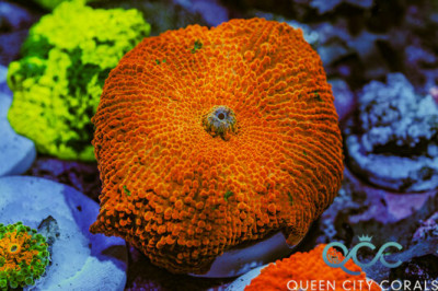 Candy Crush Jawbreaker Mushroom – (WYSIWYG)