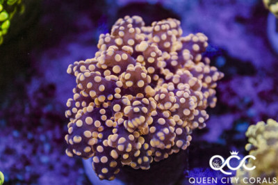 Orange Octospawn – (WYSIWYG)