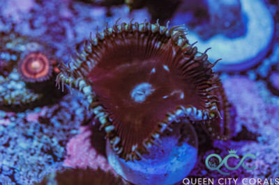 Cinnamon Grandis Paly Zoa – (WYSIWYG)