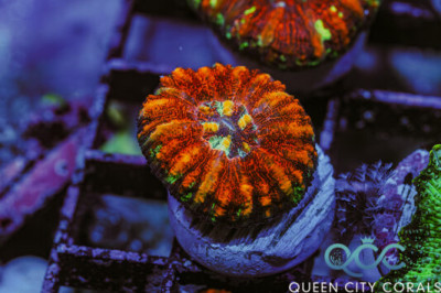 Ultra Croc Island Button Scoly – (WYSIWYG)