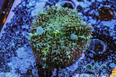 Ghost Bounce Mushroom – (WYSIWYG)