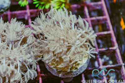 Pulsating Xenia – (WYSIWYG)