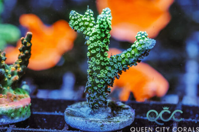 QCC Twisted Time Machine Grafted Birdsnest – (WYSIWYG)