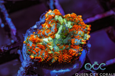 Stained Glass Rhodactis Mushroom – (WYSIWYG)