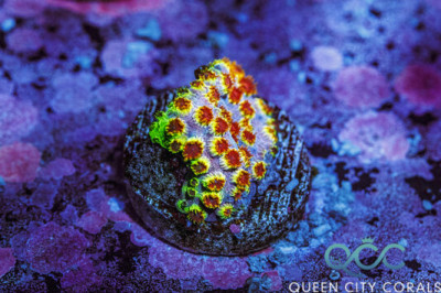 Skittles Bomb Cyphastrea – (WYSIWYG)