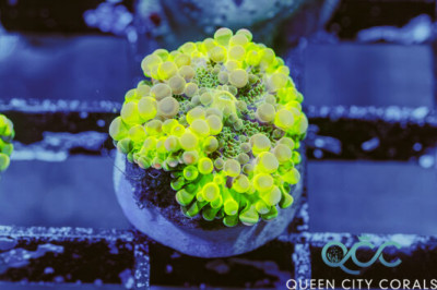 Electric Shock Ricordea Yuma Mushroom – (WYSIWYG)