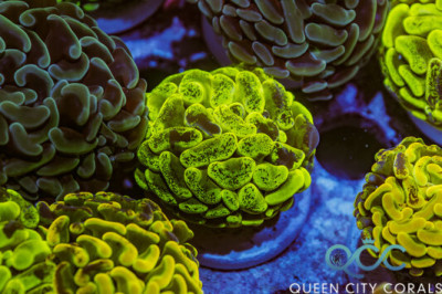 Aussie Yellow Splatter Hammer – (WYSIWYG)