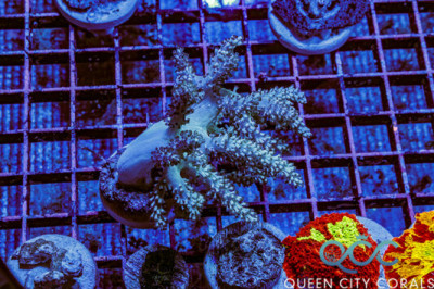 Neon Green Leather Tree – (WYSIWYG)