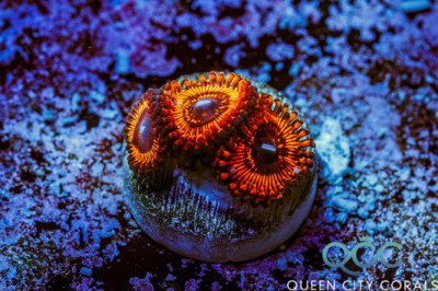 Armageddon Zoa – (WYSIWYG)