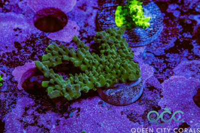 Aquacultured Green Acropora – (WYSIWYG)