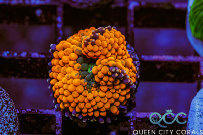 Orange Ricordea Mushroom – (WYSIWYG)