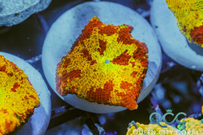 Red Splatter Yellow Eclectus Jawbreaker Mushroom – (WYSIWYG)