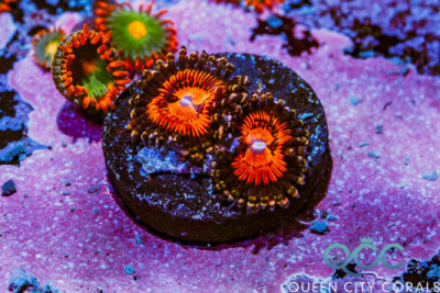 WWC Bloodsuckers Zoa – (WYSIWYG)