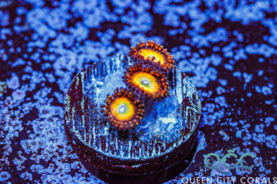 Bowser Zoa – (WYSIWYG)