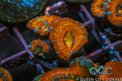 Inferno Center Acan – (WYSIWYG)