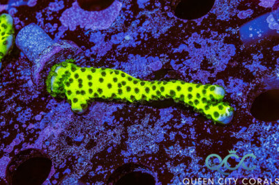 Neon Green Anacropora – (WYSIWYG)