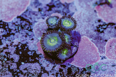 UC Outkast Zoa – (WYSIWYG)