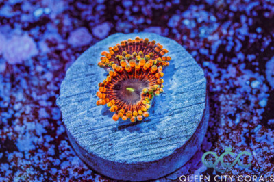 JF Fairy Fart Zoa – (WYSIWYG)