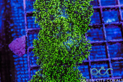 Neon Green Fuzzy Mushroom – (WYSIWYG)