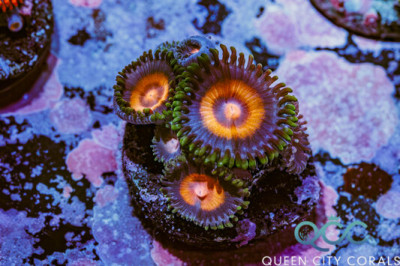 UC Outcast Zoa – (WYSIWYG)