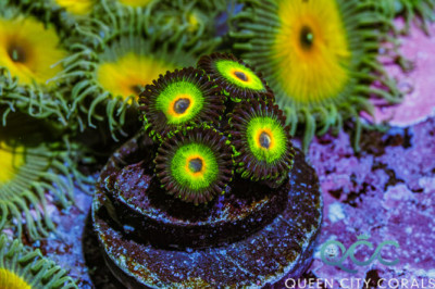 Bob Marley Zoa – (WYSIWYG)