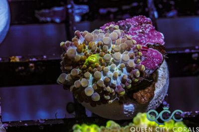 Gold Rush Ricordea Yuma Mushroom – (WYSIWYG)