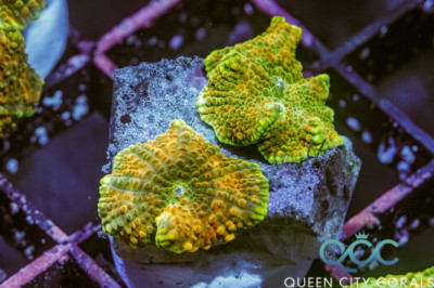 Leopard Interstellar Discosoma Mushroom – (WYSIWYG)