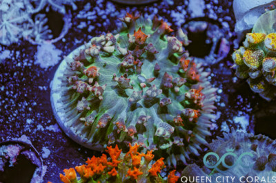 Pink St. Thomas Bounce Mushroom – (WYSIWYG)