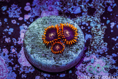 Rainbow Hornet Zoa – (WYSIWYG)
