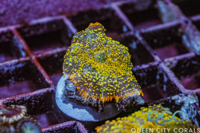 Radiant Rainbow Rhodactis Mushroom – (WYSIWYG)