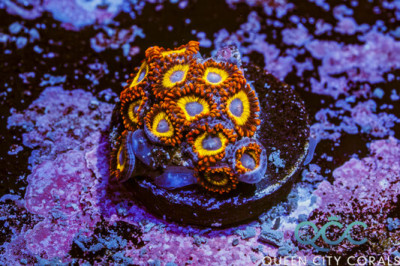 Fruit Loops Zoa – (WYSIWYG)