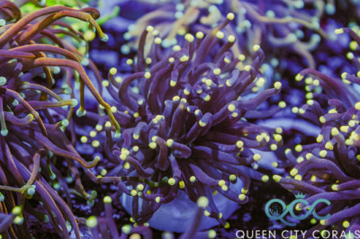 Highlighter Tip Torch – (WYSIWYG)