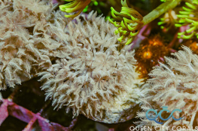 Pulsating Xenia – (WYSIWYG)