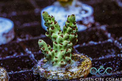 QCC Honey Badger Acropora – (WYSIWYG)