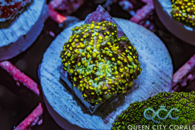 Toxic Lemon Discosoma Mini Colony Mushoom – (WYSIWYG)