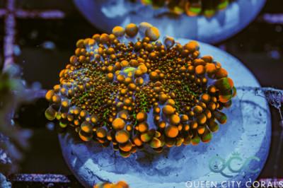 QCC Starry Night Ricordea Yuma Mushroom – (WYSIWYG)