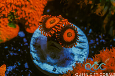Orange Oxides Zoa – (WYSIWYG)