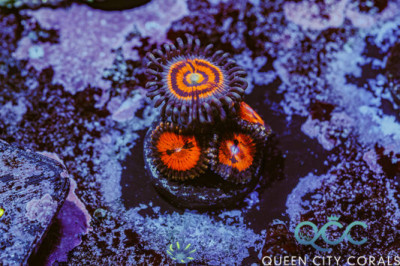 Everlasting Gobstopper + WWC Bloodsucker Combo Zoa – (WYSIWYG)