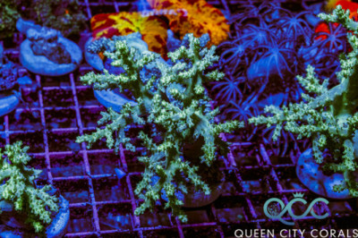 Neon Green Leather Tree – (WYSIWYG)