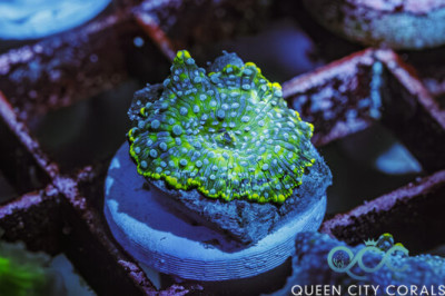 Blue Leopard Discosoma Mushroom – (WYSIWYG)