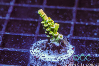 Rainbow Envy Acropora Tenuis – (WYSIWYG)