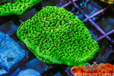 Chilli Pepper Montipora – (WYSIWYG)