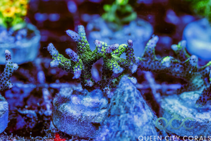 ORA Green Tip Pink Birdsnest