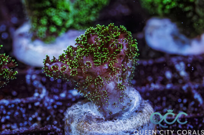 Pink And Green Pocillopora