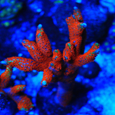 WYSIWYG Bubblegum Montipora Digitata Coral Frag (L)