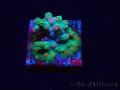 Blue Cyphastrea Coral