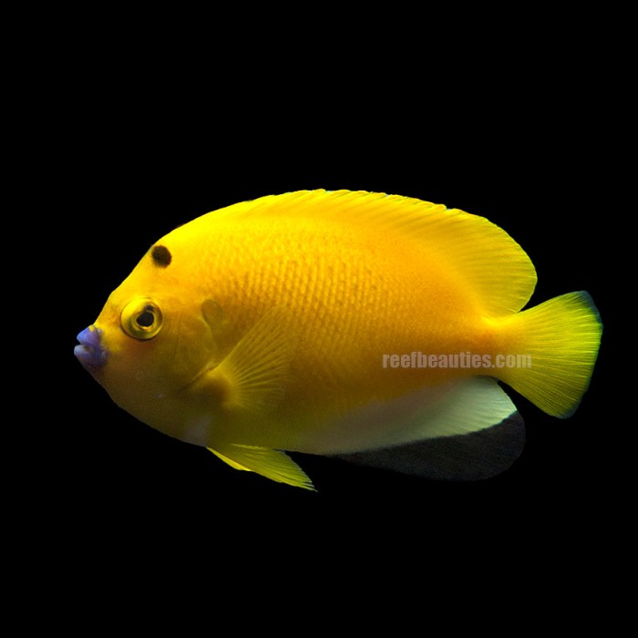 Flagfin Angel EXPERT (Apolemichthys Trimaculatus)