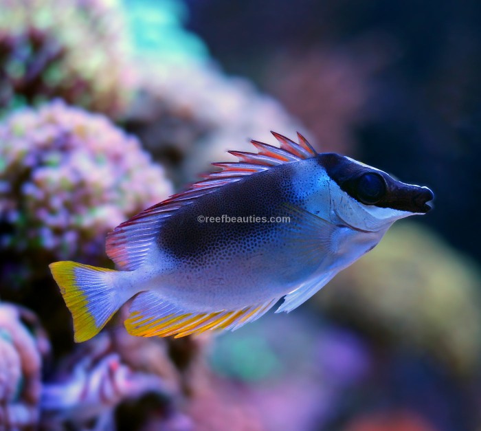 Magnificent Foxface (Siganus Magnificus)