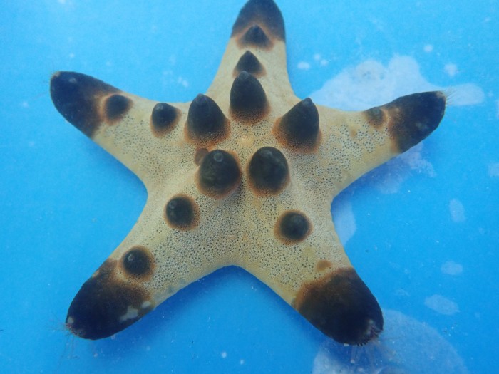 Chocolate Chip Starfish (Protoreaster Nodosus)