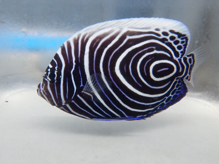 Juv Emperor Angel (Pomacanthus Imperator)